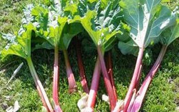 8 loại thức ăn nguy hiểm nhất thế giới