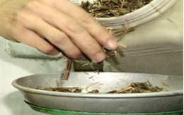 Bài thuốc chữa vô sinh, sinh con trai của thầy lang Bắc Ninh: Độc tính bất thường