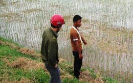 Tử vong vì sơ ý để bò dẫm lên ruộng mạ 