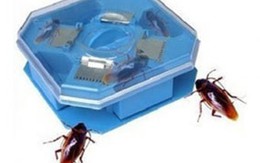 Giữ nhà thật sạch với hộp bẫy gián