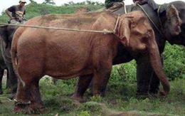 Bắt được voi trắng quý hiếm 