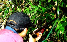 Dùng súng săn thú hóa săn... người