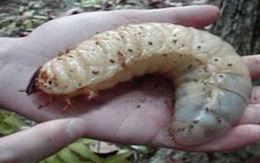 Chết vì... bị giòi ăn hết một phần lưng