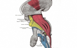 Phát hiện mới trong điều trị bại liệt 