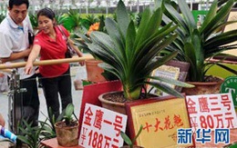 Cây hoa lan giá hơn... 200 tỷ 