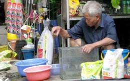 Đua nhau mua rùa tai đỏ phóng sinh