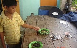 Kinh hoàng ruồi tấn công người
