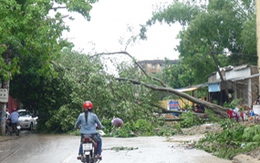 Hàng loạt cây đổ rạp ở Nghệ An