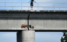 Hai chú dê mắc kẹt khó hiểu trên cầu