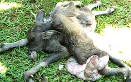 Nghé 8 chân, 4 tai ở Quảng Ngãi