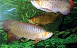 Bỏ tiền tỉ mua cá cầu may