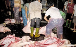 Ghê người lò mổ lợn