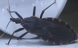 Bọ xít hút máu ở VN không gây bệnh Chagas