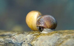 Những kẻ "chạy trốn" bạn tình 