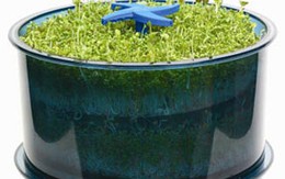 Máy trồng rau mầm siêu sạch