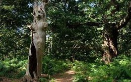 Bí ẩn "khu rừng giết chó"