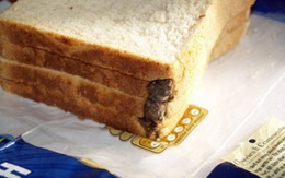 Chuột chết khô trong miếng bánh mì