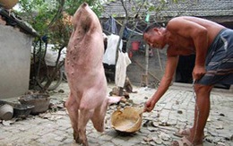 Chú lợn đi bằng 2 chân