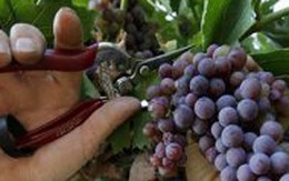 Ăn trộm cả một vườn nho 
