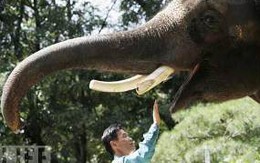 Chú voi biết nói tiếng Hàn Quốc