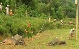 5 con trâu bị điện giật chết trên ruộng