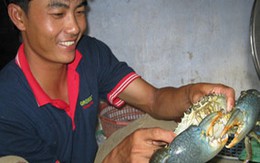 Lại bắt được cua khổng lồ