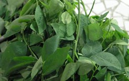 Mẹo nấu canh rau ngót ngon