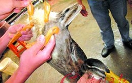 Cả chợ náo loạn vì vịt 4 chân, 2 đuôi