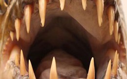 Loài cá ăn thịt người đáng sợ nhất 