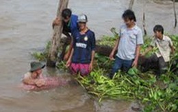 Bắt được con cá hô nặng trên 100kg 