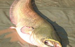 Bé 13 tuổi câu được cá nặng 95 kg