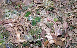 Sự thật về loại cây được săn như thần dược ở VN