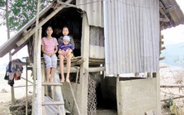 Sau lũ, sống chung với... bò