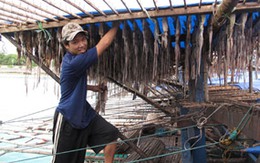 “Giải mã” nghi vấn mực xé ăn liền