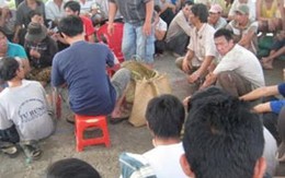 Triệt phá trường gà quy mô lớn ở Tiền Giang
