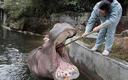 Hà mã thích... đánh răng