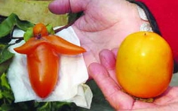 Cây hồng ra quả hình người