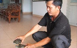 Thấy rùa tai đỏ là ... tiêu hủy