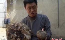 Củ khoai môn khổng lồ nặng 8kg 