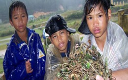 Ngăn học sinh bỏ học đi hái “cây kim cương”
