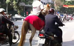 "Hoàng tử" cưỡi ngựa trên phố Hà Nội