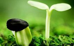 Hạt dưa nảy mầm trong mũi bé 3 tuổi