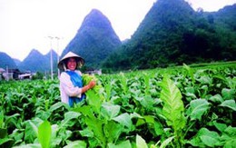 Âm thầm đốt đời bằng khói thuốc…!