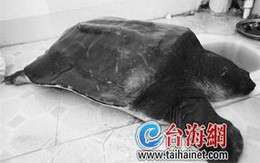 Câu được "cụ rùa" 300 tuổi 