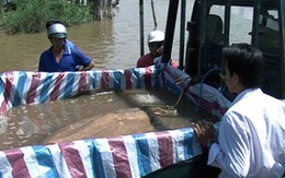 Bắt được cá đuối khổng lồ 