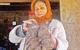 Dân đổ xô đi tìm "sâm bảy lá"