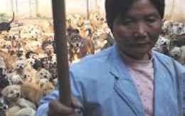 Bỏ việc để nuôi chó mèo hoang
