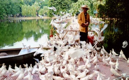 Đàn chim hoà bình… mất chủ