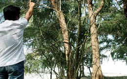 Cả thôn hoang mang vì sợ trăn trả thù
