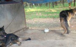 Bảo vệ thả chó tấn công HS dã man 